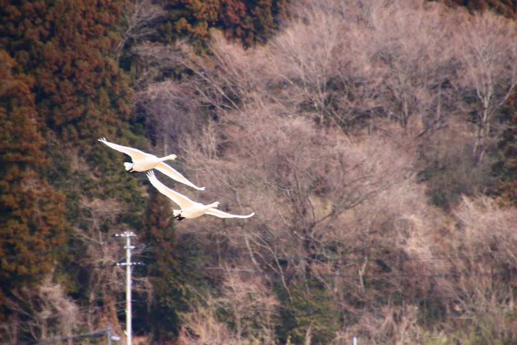 羽ばたく！