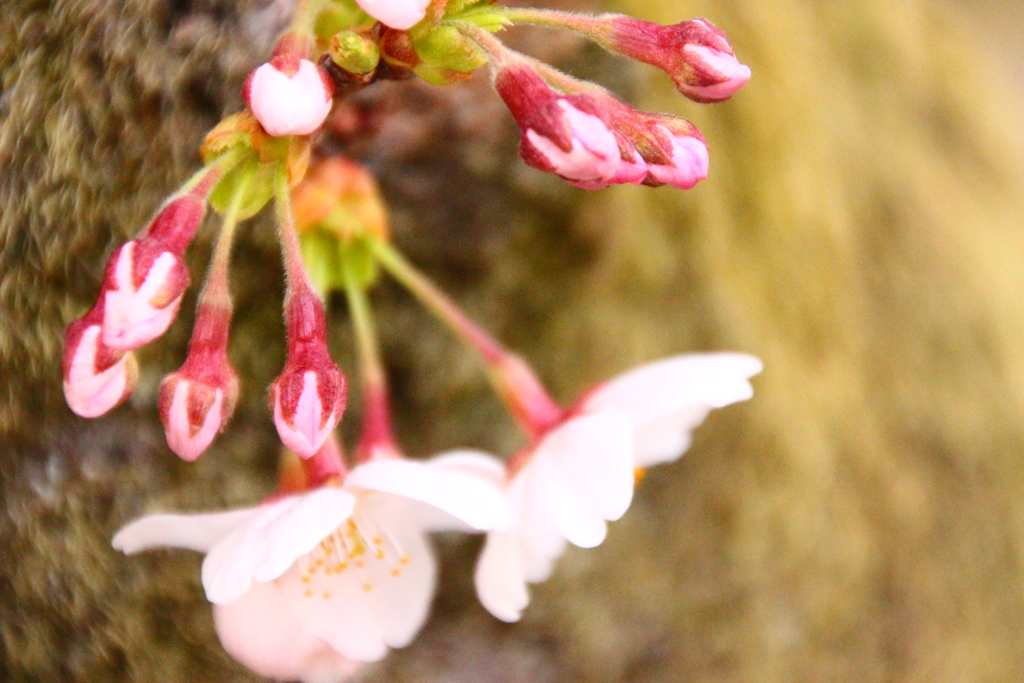 あまのじゃく。