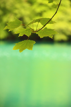 奏。
