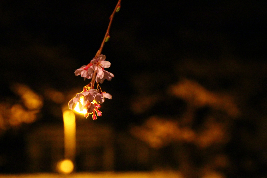 夢一夜。