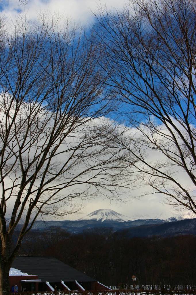 見つめる樹