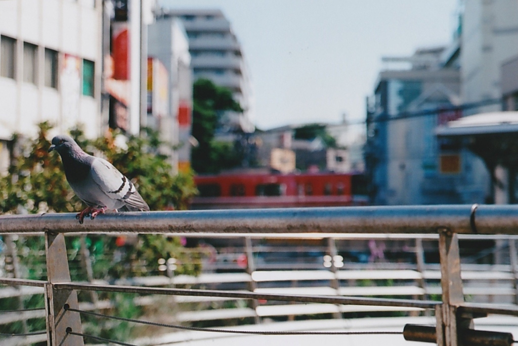 鳩が主役に…