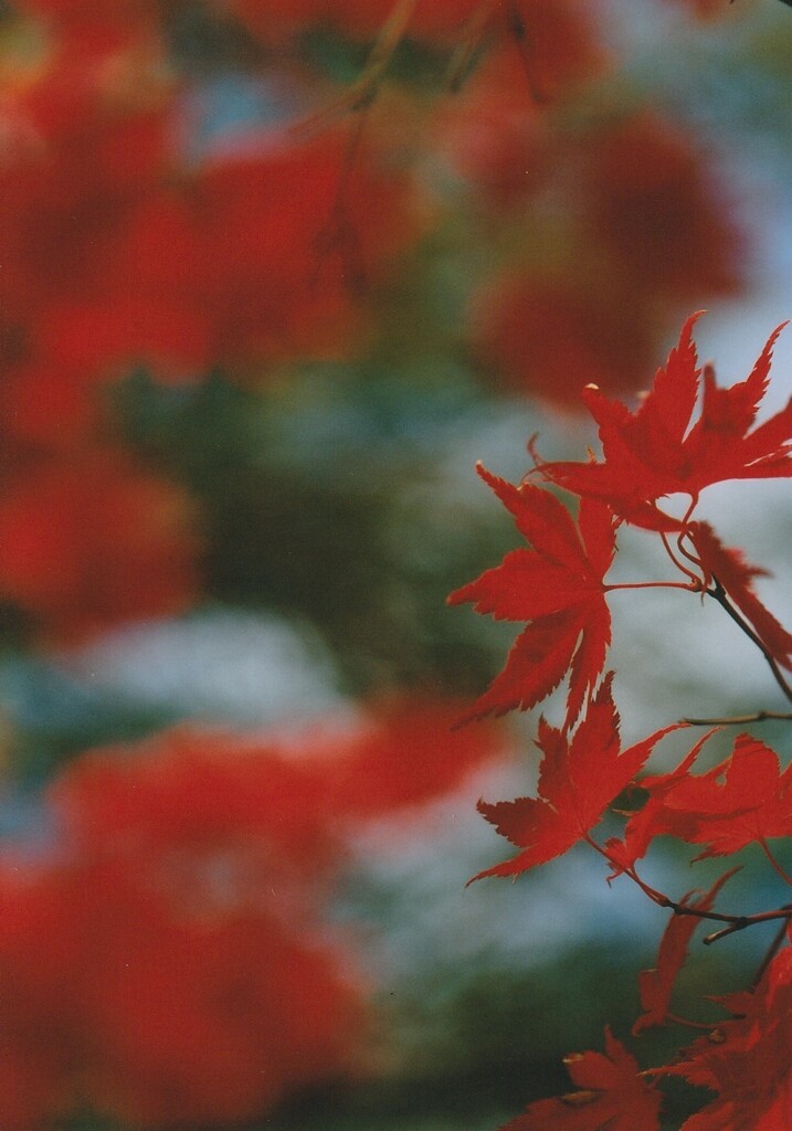 紅葉をバックに…