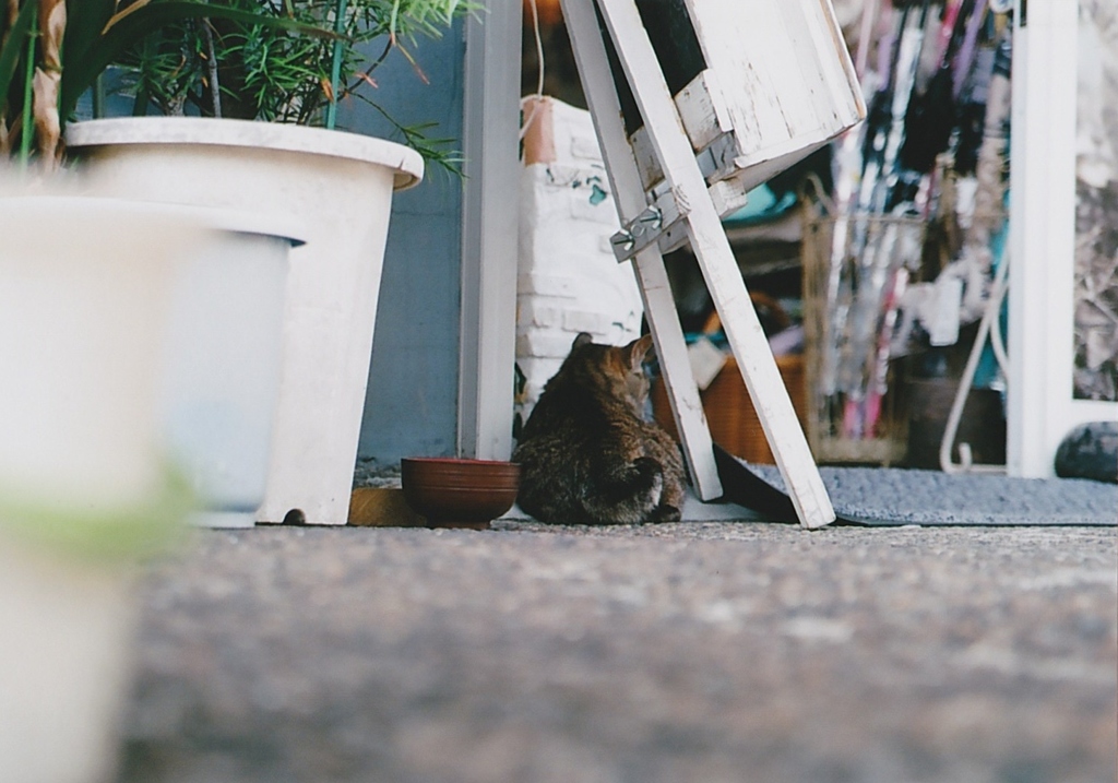 置き物じゃないよ～