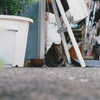 置き物じゃないよ～