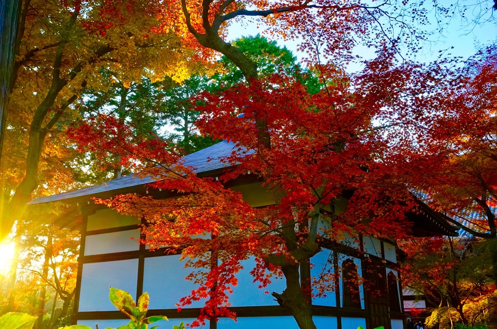 夕暮れ紅葉