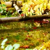 水場の紅葉