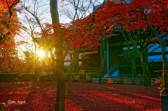 紅葉の絨毯