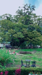 野間の大けやき