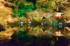 光る池２