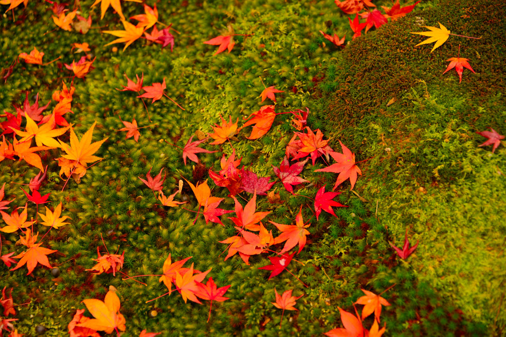 クリスマスカラー