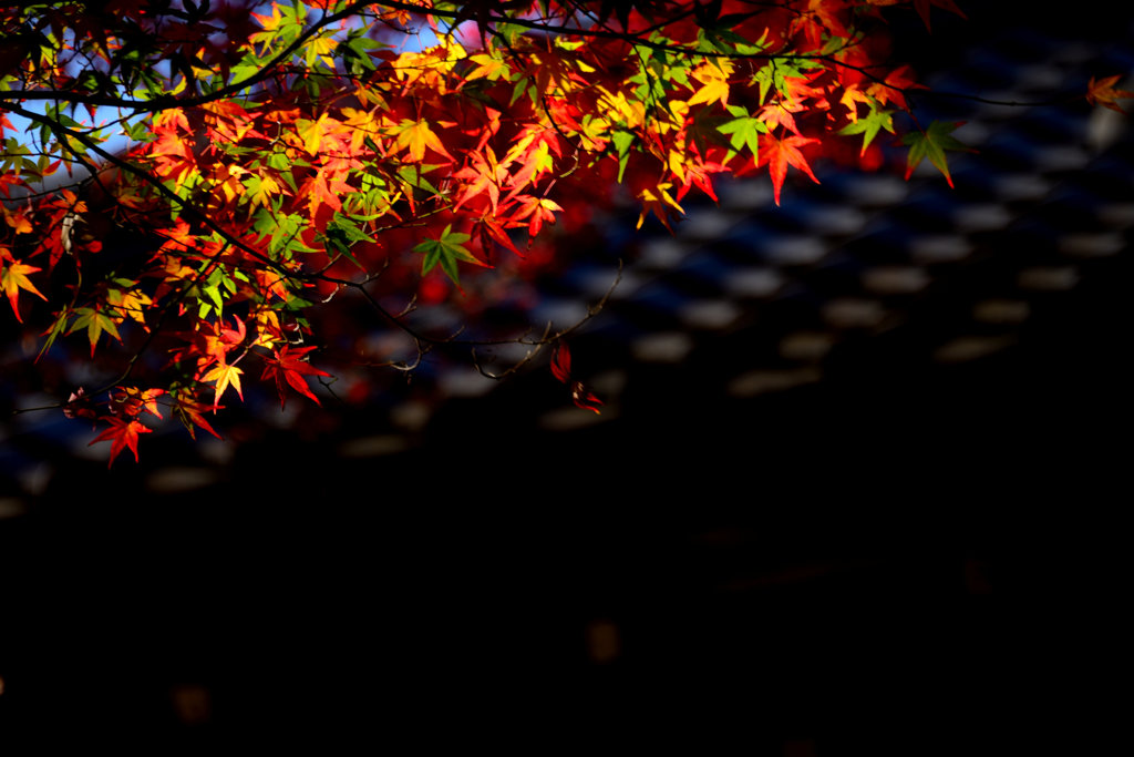 ハイコントラスト