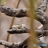 There are insect！