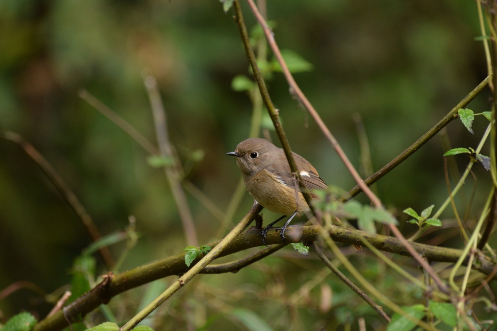 控えめな意思表示。