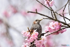 美味しい蜜をありがとう♪