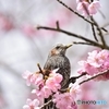 美味しい蜜をありがとう♪