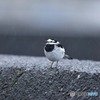 高機能 ver.ハクセキレイ