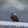 高機能