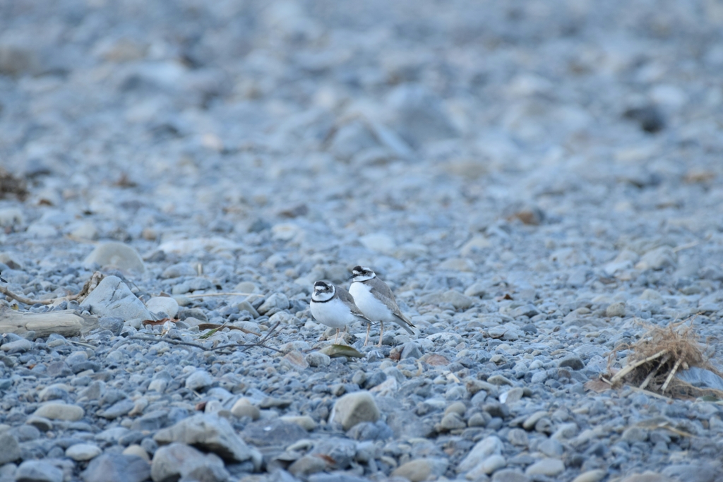 夕刻の鳥模様(ver.1)