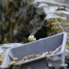 Keeper of spring water
