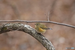 私もちょっと青いよ