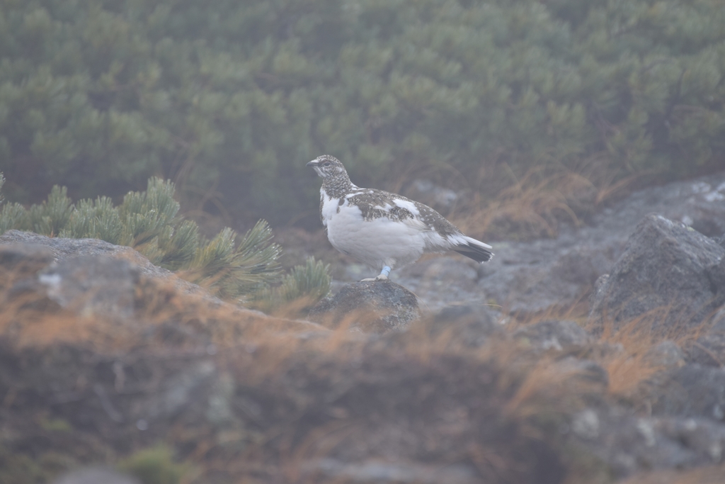 強風と濃霧 ver.2