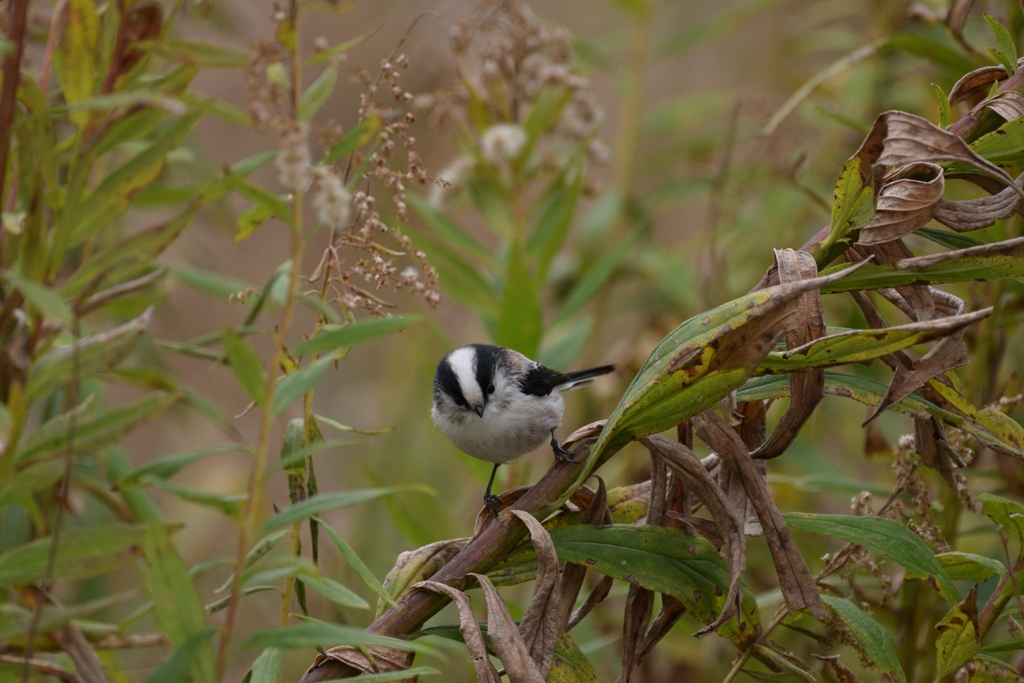 ちょっとだけ考え中