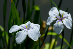 白き花
