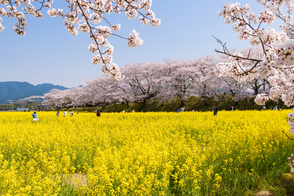 菜の花と桜