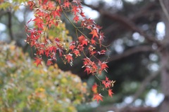 京都の紅葉