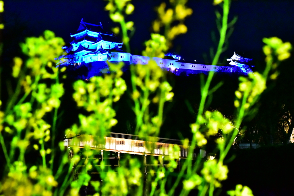 和歌山城と菜の花