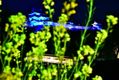 和歌山城と菜の花