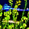 和歌山城と菜の花