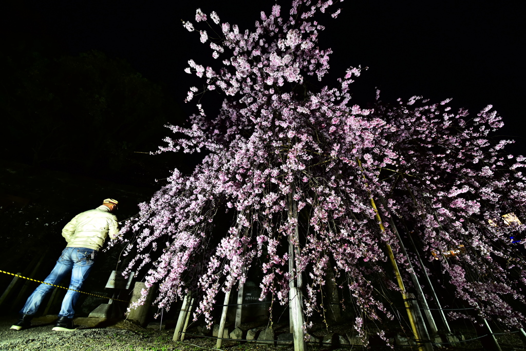 桜