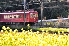 梅干し電車と菜の花
