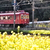 梅干し電車と菜の花