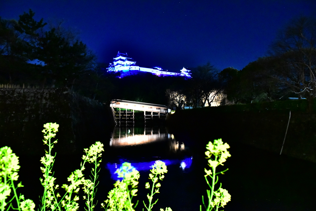 和歌山城と菜の花