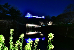 和歌山城と菜の花