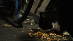 路地裏猫