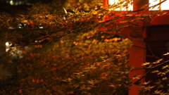 夜の穴八幡宮
