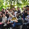 神戸どうぶつ王国　バードショー