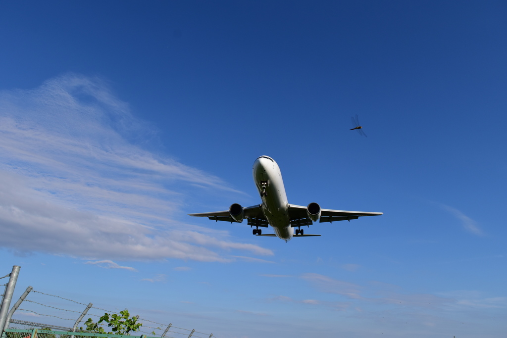 飛行機とトンボ