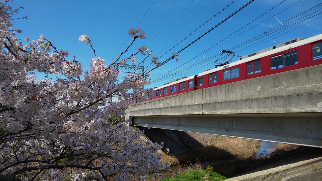 桜×飛鳥川×近鉄