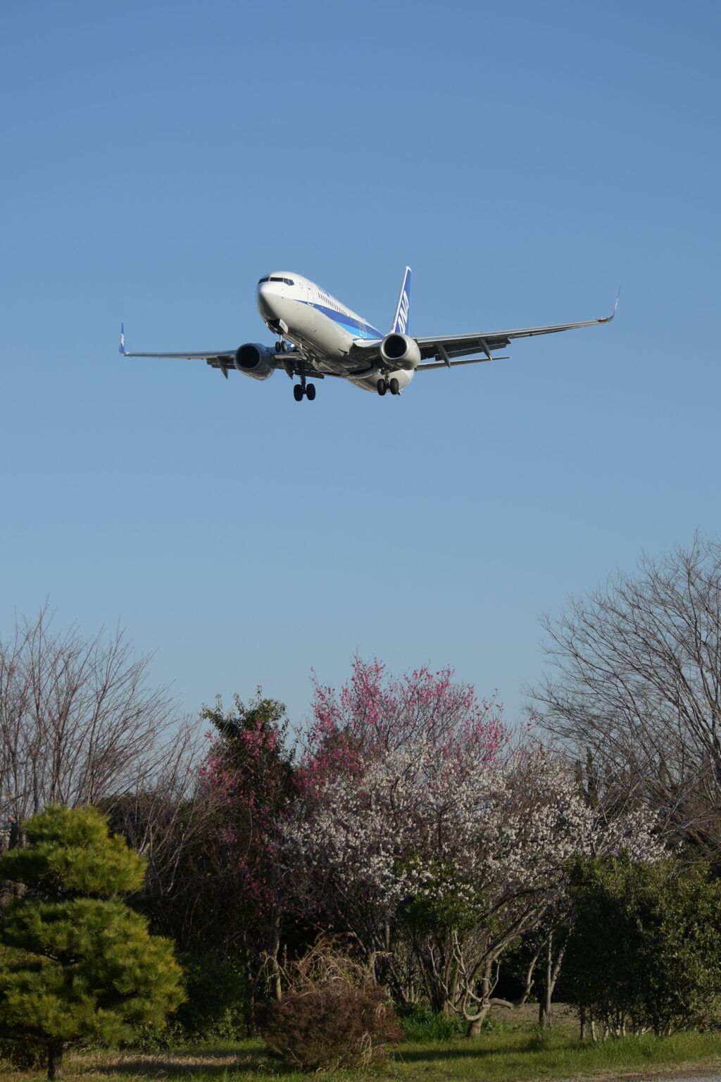 BOEING 737-800