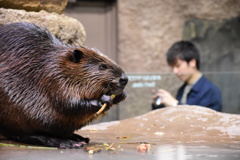 神戸どうぶつ王国　ビーバー