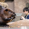 神戸どうぶつ王国　ビーバー