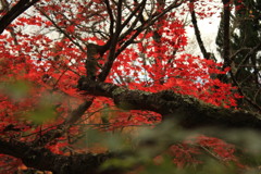 秋の南禅寺