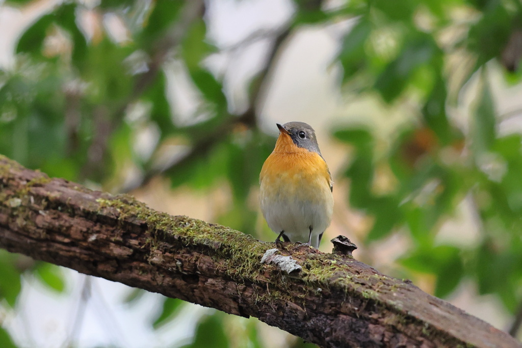 麦播（ムギマキ）♀
