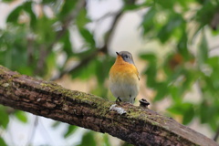 麦播（ムギマキ）♀