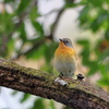 麦播（ムギマキ）♀
